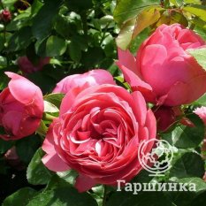 Роза Леонардо да Винчи-4