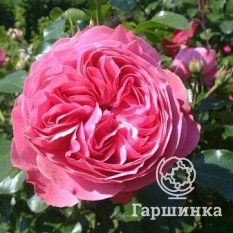 Роза Леонардо да Винчи-2