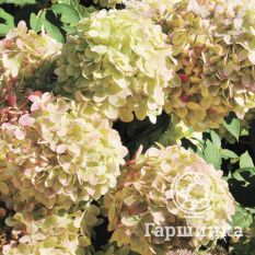 Литтл Лайм-2