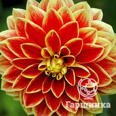 Георгина Максим-2