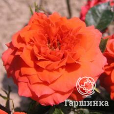 Роза Оранж Джувел миниатюрная-4