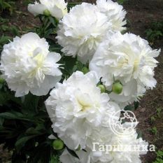 Пион Дюшес де Немур-2