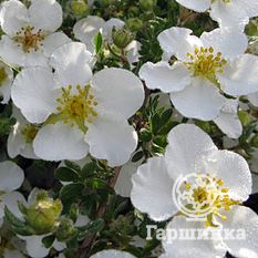 Абботсвуд-4