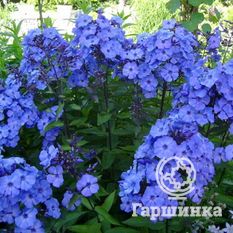 Флокс метельчатый Блу Парадайс (BlueParadise)-2