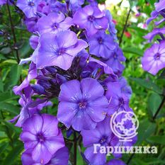 Флокс метельчатый Блу Парадайс (BlueParadise)-3