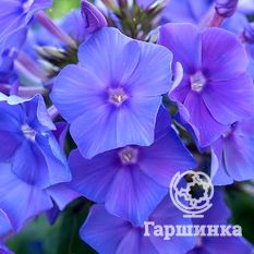 Флокс метельчатый Блу Парадайс (BlueParadise)-4