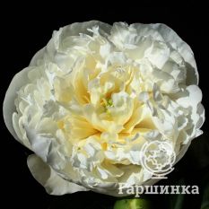 Пион Дюшес де Немур-4