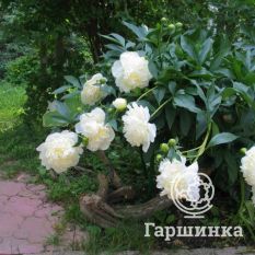 Пион Дюшес де Немур-3