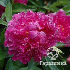 Пион Виктор Де Ла Марне-4