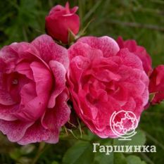 Роза Морден Руби канадская парковая-3