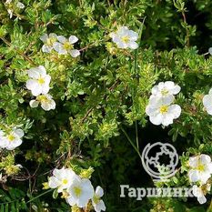 Абботсвуд-3