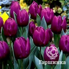 Тюльпан Пепл Принц -3