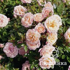 Роза Пич Клементин миниатюрная, Тантау-2