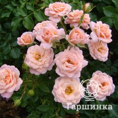 Роза Пич Клементин миниатюрная, Тантау-3