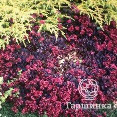 Очиток Бертрам Андерсон-3