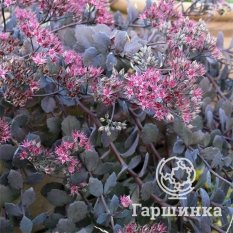 Очиток Бертрам Андерсон-4