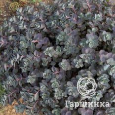 Очиток Бертрам Андерсон-2