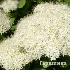 Очиток Stardust (Стардаст)-3