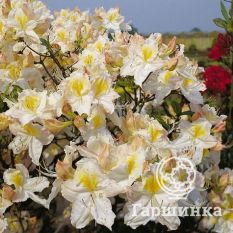 Рододендрон Шнееголд-2