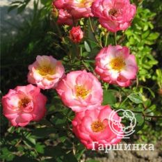 Роза Свит Симфони миниатюрная-4