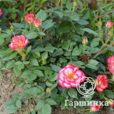 Роза Свит Симфони миниатюрная-3