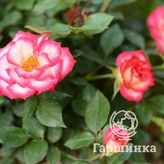 Роза Свит Симфони миниатюрная-2