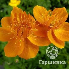 Голден Квин-2