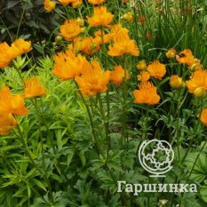 Голден Квин-4