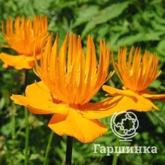 Голден Квин-3