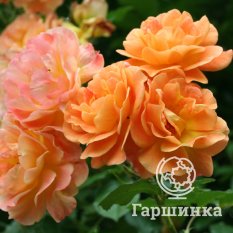 Роза Вестерланд-2