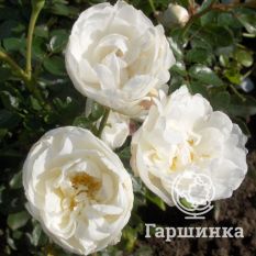 Роза Вайт Бебифлор миниатюрная, Тантау-4