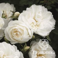 Роза Вайт Бебифлор миниатюрная, Тантау-3