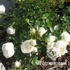 Роза Вайт Бебифлор миниатюрная, Тантау-2