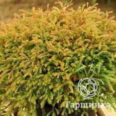 Голден Таффет-3