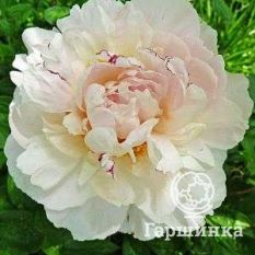 Пион Зюс Браун-2