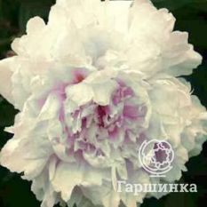 Пион Зюс Браун-3