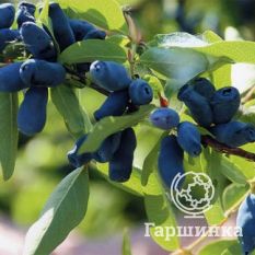 Волшебница-4