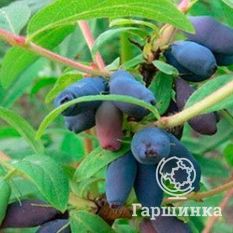 Волшебница-3