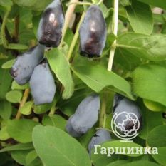 Волшебница-2