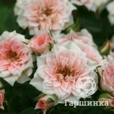 Роза Даниела миниатюрная-1