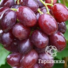 Покровский-1