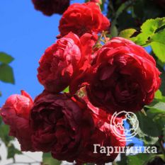 Роза Квадра канадская парковая-1