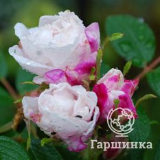 Роза Луиза Багнет канадская парковая-2