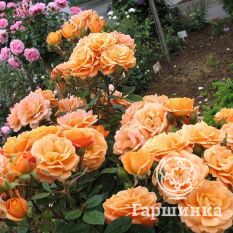 Роза Априкот Клементина миниатюрная, Тантау-3