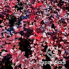 Дартс Ред Леди-2