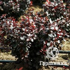 Дартс Ред Леди-3