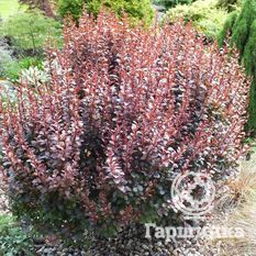 Дартс Ред Леди-4