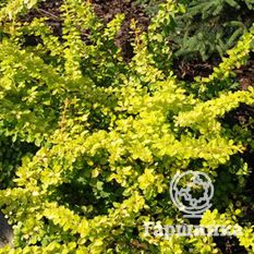 Спешиал Голд-4