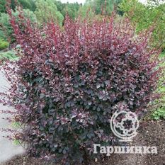 Сильвер Майлс-4