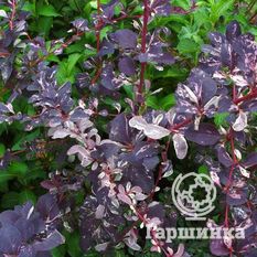 Сильвер Майлс-1